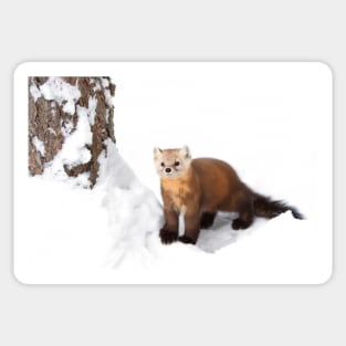 Pine Marten - Algonquin Park Sticker